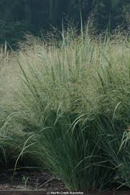 Image result for Panicum novemnerve