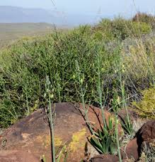 Image result for Albuca setosa