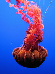 Dsc26401 Black Sea Nettle Chrysaora Achlyos Monterey Bay Aquarium Monterey California Usa By Jimg944 Jellyfish Species Sea Creatures Ocean Creatures