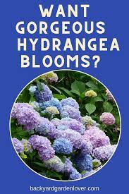 Pin On Hydrangea Gardens