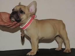 From time to time we have french bulldog puppies that are available for qualified homes. Adorable French Bulldog Puppies Frenchieforsale Com