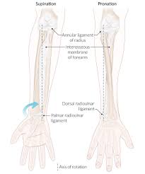Gross anatomy of the forearm. Forearm Wrist And Hand Amboss