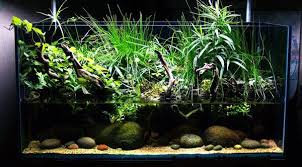 120 Gallon Mexico River Riparium Planted Aquarium Plants Biotope Aquarium