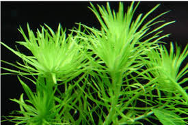 Image result for Syngonanthus