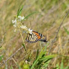 Gmp Episode 23 Wanderer Butterfly Australia Milkweed Plant Milkweed Plants