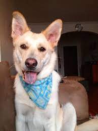Maybe you would like to learn more about one of these? German Shepherd Yellow Lab Mix One Year Old Puppy So Sweet Lab Mix Puppies Shepherd Mix Dog Cute Dogs