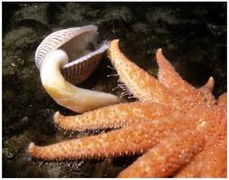 Other sea stars, brittle stars, urchins, sand dollars, sea cucumbers; Sea Stars Of The Pacific Northwest Sunflower Star Pycnopodia Helianthoides