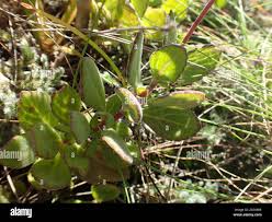 Image result for Coleus hadiensis