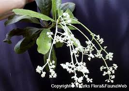 Image result for Pycnosphaera buchananii