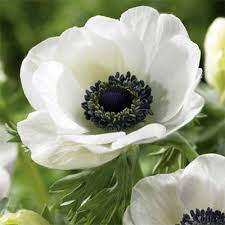 Anemone Coronaria Carmel White Poppy Anemone Ranunculaceae The Buttercup Family Bulb Flowers Fall Plants Spring Plants
