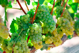 Wendy Thies Sell On Twitter Wine Festival Chardonnay Wine Tasting