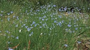Join our friendly community that shares tips and ideas for gardens, along with seeds and plants. Wahlenbergia Stricta Alchetron The Free Social Encyclopedia