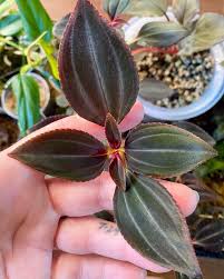 Image result for Nervilia petraea