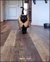 While your cat may not particularly enjoy its new look, you've got to admit it's pretty damn adorable. Quarantine Ok But Make It Fashion With Your Cat Cat Gif Website