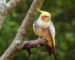 Top 10 Pet Cockatiel Vet Questions & Answers | Bechewy