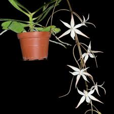 Image result for Aerangis stelligera