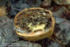 Navel Orangeworm Pressure On The Rise In Walnuts Growing Produce Navel orange resulted from a single mutation which occured in 1820. navel orangeworm pressure on the rise