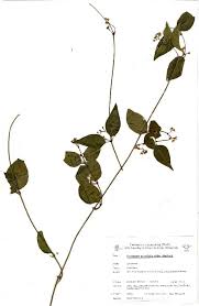 Image result for Secamone