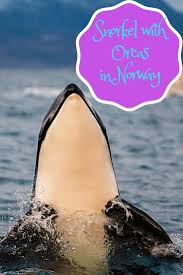 Snorkel With Orcas In Norway Snorkeling Best Scuba Diving Norway