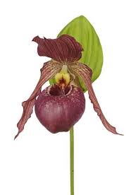 Allgauer Frauenschuh Orchideen Fur Den Garten All Orch Ideen Garden Orchid Cypripedium Kentucky Pin Frauenschuh Orchidee Orchideen Ungewohnliche Pflanzen