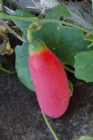 Image result for Coccinia