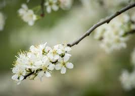 Dogwood trees are stunning flowering trees that produce small white, purple, pink, or red flowers. 5 Native Flowering Trees Of Central Texas Native Backyards