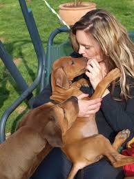 Image result for rhodéský ridgeback