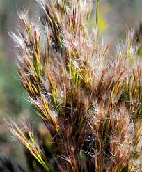 Image result for Andropogon ligulatus