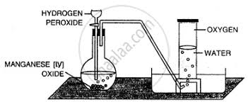 This allows more molecules of hy Starting From Hydrogen Peroxide How Is Oxygen Gas Prepared In Laboratory What Is The Function Of Manganese Dioxide Write Fully Balanced Equation For The Liberation Of Oxygen From Hydrogen Peroxide Chemistry Shaalaa Com