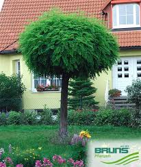 Image result for Robinia