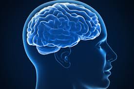 Image result for brain