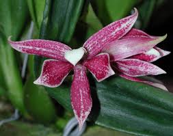 Image result for Kleinia garciana