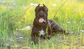 Simple and effective ways to make your cane corso happy, healthy, and obedient. Cane Corso Ear Cropping At What Age Ear Cropping Styles