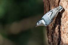 Blue Hills Nature Camp: Chickadees
