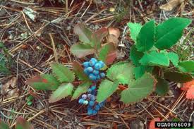 A poultice of the fresh berries has been applied to boils. Mahonia Repens Introductory