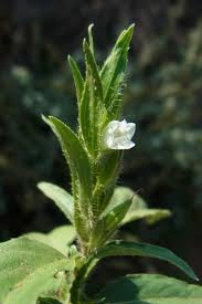 Image result for Asystasia vogeliana