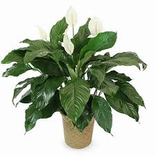 Image result for Spathiphyllum
