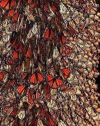 Mariposas Monarca Morelia Michoacan Mexico Www Sitiosdemexico Com Directorio Turistico Y De Entretenim Mexican Culture Flying Flowers Beautiful Butterflies