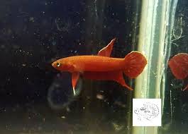 They come from one hidden swamp in indonesia. Iven Betta Betta Sp Api Api Wild Caught Riau Facebook