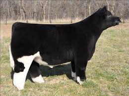 A Brand New Breed How These Fluffy Bovine Beauties Get Such Luxuriant Coats Fluffy Cows Show Cattle Show Cows