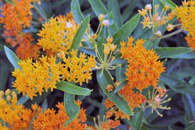 Image result for Asclepias