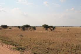 Image result for Bauhinia burrowsii