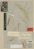 Image result for Eustachys paspaloides