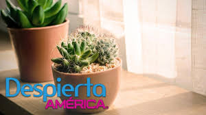 Mantén tu cactus en temperaturas adecuadas para él. Los Cactus Y El Feng Shui Como Colocarlos Para Atraer La Buena Suerte Youtube