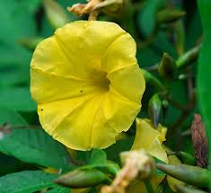 Image result for Merremia