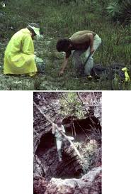 In class, she meets a boy who can see through her invisibility magic. The Flora Of The Bahamas Donovan Correll And The Miami University Connection Springerlink