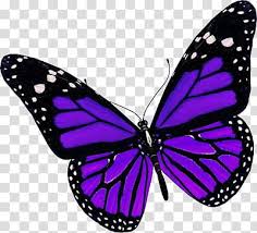 Recursos Purple And Black Butterfly Transparent Background Png Purple Butterfly Tattoo Black Butterfly Tattoo Purple Butterfly
