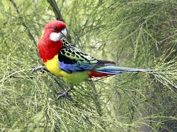 25 Most Colorful Birds In The World Colorful Birds Beautiful Birds Birds