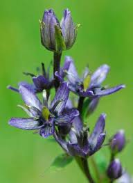 Image result for Swertia usambarensis