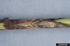 Soil moisture seems about right, and while there are some patches where the problem. Raspberry Cane Diseases How To Treat Browning Raspberry Canes